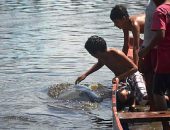 Peixe-boi ‘vira’ atração na Lagoa Manguaba