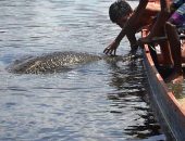 Peixe-boi ‘vira’ atração na Lagoa Manguaba