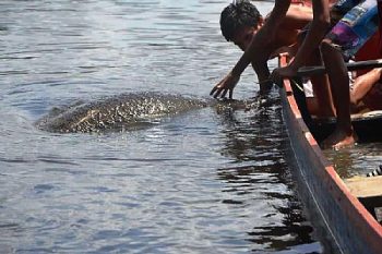 Peixe-boi ‘vira’ atração na Lagoa Manguaba