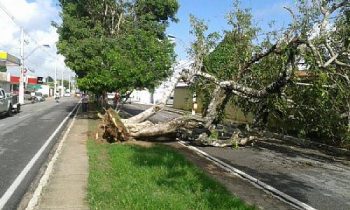 Árvore cai e trânsito fica parcialmente interditado na Avenida Ceci Cunha