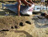 Tubarão foi 'pescado' na Praia do Francês