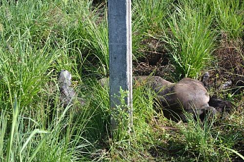 Cavalo agoniza na AL 101 Sul após ser atropelado