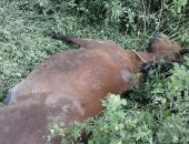 Cavalo solto na pista provocou acidente