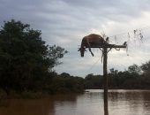 Animal estava morto quando foi encontrado em cima de poste no RS