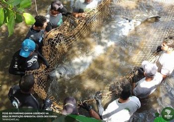 Peixe-boi marinho encontrado foi uma fêmea de 2,78m e idade aproximada de cinco anos