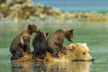 Trio de ursos "surfa" nas costas da mamãe ursa durante travessia de rio, no Alasca