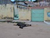 Cavalo morto preocupa moradores da Grota do Rafael