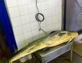 Balança aponta o peso do dourado pescado