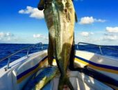 Dourado pescado no Espírito Santo bate o recorde brasileiro