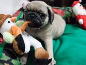 Lojas de São Paulo vendem produtos temáticos de Natal para pets