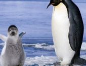 Artista americana imagina como seriam os filhotes de focas com pinguins