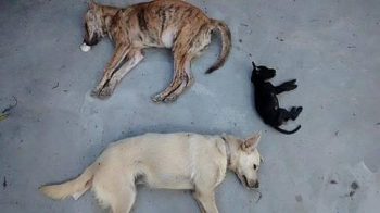 Cães encontrados mortos no Projeto Acolher