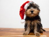 Lojas de São Paulo vendem produtos temáticos de Natal para pets