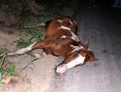 O carroceiro foi arrastado por cerca de 100 metros e morreu em seguida