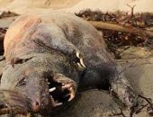 Criatura misteriosa foi encontrada em praia de Santa Barbara