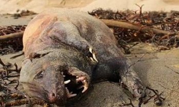 Criatura misteriosa foi encontrada em praia de Santa Barbara