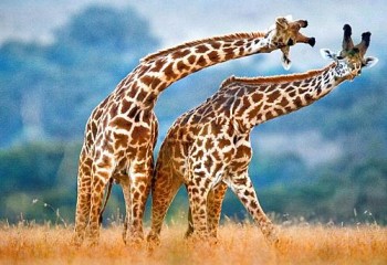 Girafas parecem estar dançando, em foto tirada em parque no Quênia