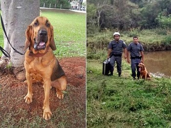 Cão da raça Bold Hound, Mike, faz treinamento para encontrar pessoas desaparecidas