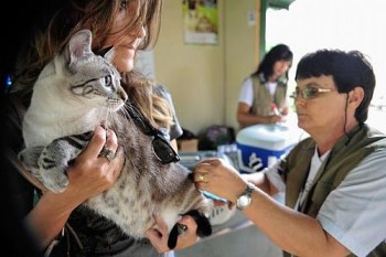 Mercado de pet shops tem faturamento estimado em R$ 16 bilhões por ano