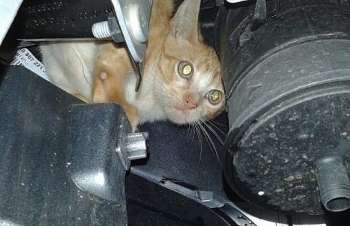 Gato estava escondido próximo ao radiador do carro