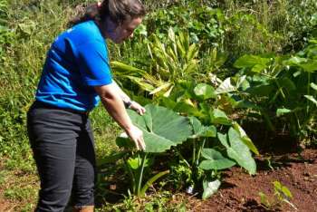 A produtora rural Silvia Pinheiro adotou o sistema agroflorestas em sua propriedade, e, segundo Silvia, a biodiversidade é tão grande que evita muitas pragas e dá mais saúde para os vegetais 