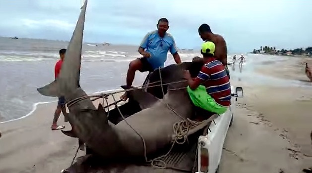 Moradores de Fortaleza (CE) acham tubarão-martelo morto em praia - Notícias  - R7 Cidades