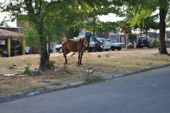 (Foto: Milton Rodrigues / Alagoas 24 Horas)