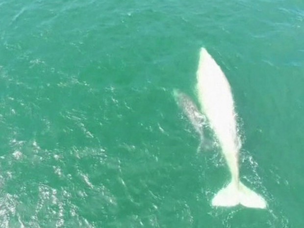 Imagens Raras Mostram Baleia Albina E Seu Filhote No México