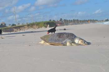 Duas tartarugas são encontradas mortas na Praia do Sobral