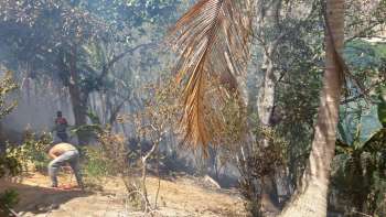 Fofo em vegetação em Rio Largo