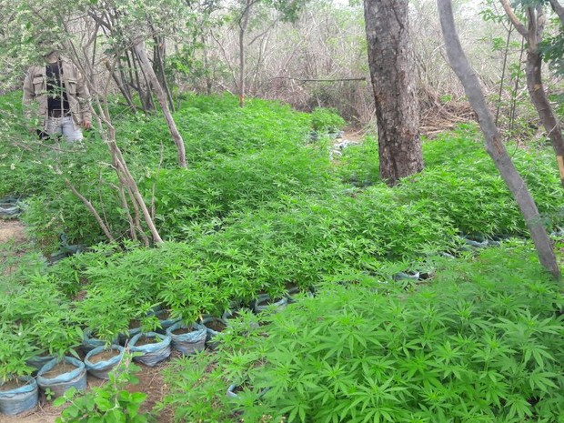 19 mil pés de maconha são erradicados no Projeto Fulgêncio em Santa Maria da Boa Vista