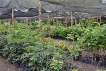 Plantas arbóreas e ornamentais cultivadas no viveiro são levadas para praças, canteiros e áreas de lazer