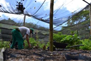 Trabalho das equipes do viveiro mantém a arborização de Maceió