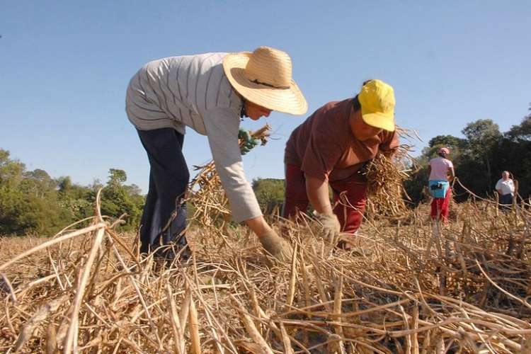 ornada de trabalho no campo pode chegar a 12 horas em 18 dias seguidos sem descanso