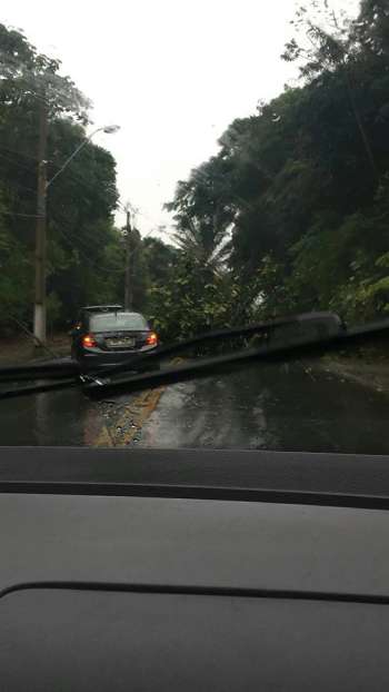 Árvores caíram me Maceió