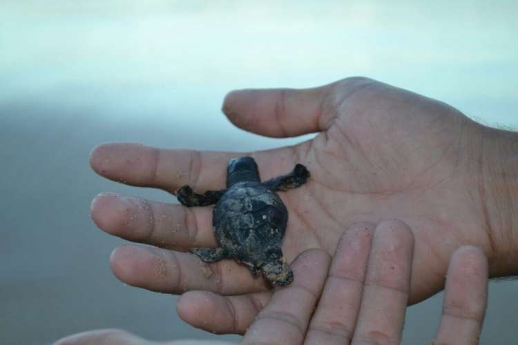 Unidade de conservação vai proteger tartarugas e outros animais marinhos.