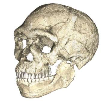 Reconstrução de crânio de Homo sapiens feita a partir de fósseis originais encontrado no Marrocos