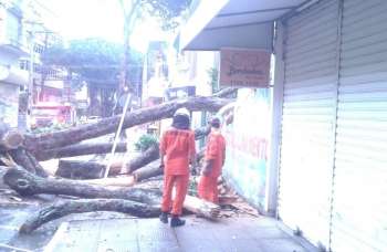 Bombeiros atendem ocorrências de queda ou risco de queda de árvores em toda Alagoas.