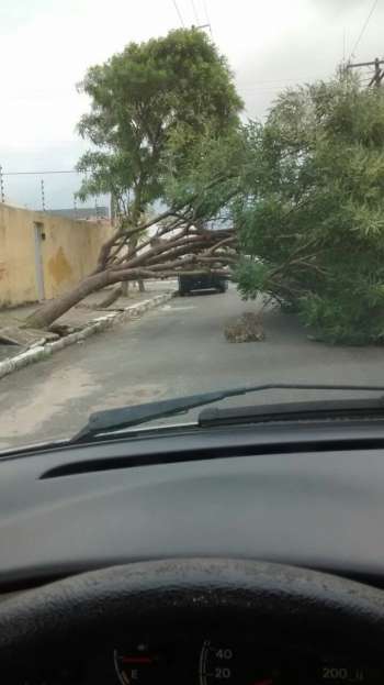 Queda de árvore na Avenida Brasil no bairro do Poço