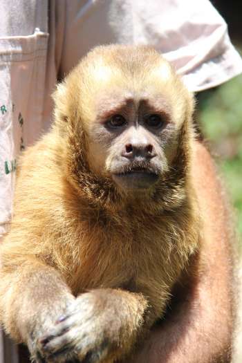 Macaco-prego-galego 