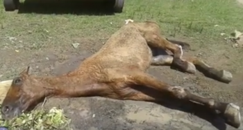 Cavalo agonizando na Praça do Osman Loureiro