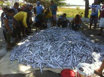 Pescadores e consumidores comemoram 'boa pescaria'