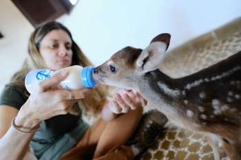 Animais Silvestres também foram recuperados