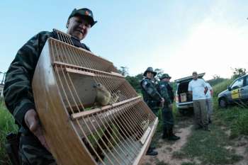 Dezenas de pássaros foram devolvidos à natureza