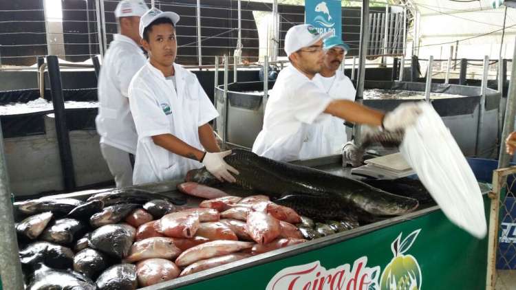 Feira do Peixe Vivo acontece hoje e amanhã na Pecuária