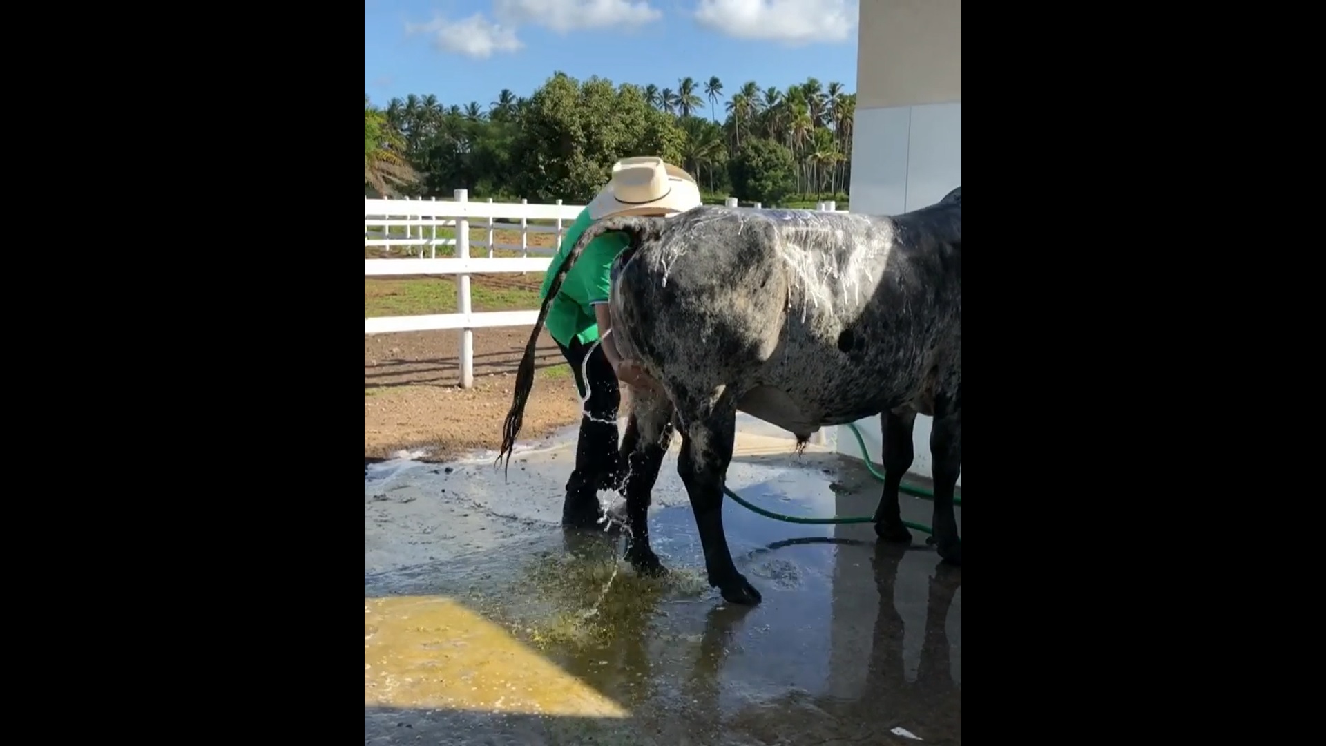 Mano Walter faz vídeo dando banho em boi e leva fãs ao delírio: “Queria um  banho desses” - Alagoas 24 Horas: Líder em Notícias On-line de Alagoas