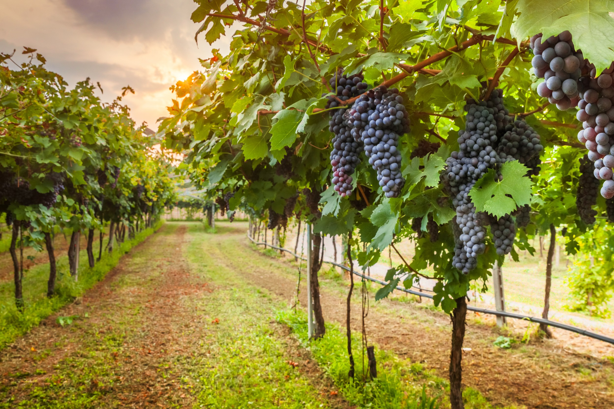 Ladr es Roubam Meia Tonelada De Uvas De Vinha Na V spera Da Colheita 