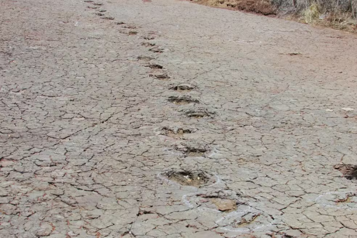 Dinossauros: Pistas preservadas em depósitos de várzea em Passagem das Pedras, Brasil. São de ornitópodes, uma família de herbívoros do período Cretáceo