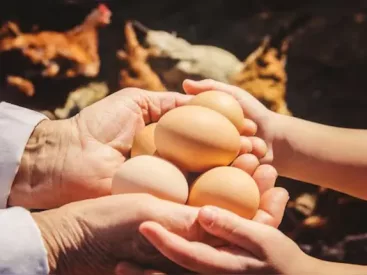 Quem nasceu primeiro, o ovo ou a galinha? Estudo revela a resposta