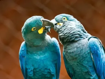 Ameaçada de extinção, arara-azul-de-lear é exibida ao público pela 1ª vez em SP